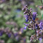 Lavendel