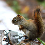 Red Squirrel