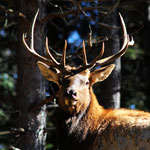 Wapiti