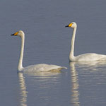 Singschwäne am Untersee TG, 24. 11. 2012 