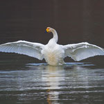Singschwan, Rhein 4. März 2012
