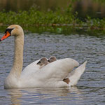 Höckerschwan mit Jungen Klingnauerstausee, 8. Mai 2014 