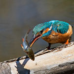 Eisvogel, La Sauge VD, 5. 5. 2017 
