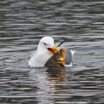 Mittelmeermöwe mit Fisch, Zürichsee, 7. 2. 2015