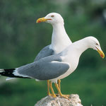 Mittelmeermöwe, Paar Insel Medes (E) Mai 2003