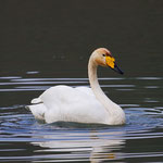 Singschwan, Rhein 4. März 2012