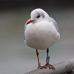 Lachmöwe im Schlichtkleid, Zürich 5. 12. 2015 Diese Möwe wurde am 15. 1. 2010 in Barcelona E beringt.