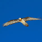 Bartgeier Altvogel, Gemmipass 2. März 2012