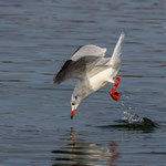 Lachmöwe, Zürichsee Rapperswil SG, 13. 1. 2020 