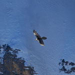 Bartgeier Altvogel, gleitet einem Hang entlang, Gemmipass 2. März 2012