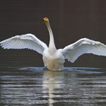 Singschwan, Rhein 4. März 2012