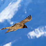 Bartgeier Jungvogel ca. 2 Jahre alt, Gemmipass 2. März 2012