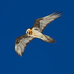 Bartgeier Altvogel, Gemmipass 2. März 2012