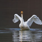 Singschwan, Rhein 4. März 2012