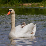 Höckerschwan mit Jungen Klingnauerstausee, 8. Mai 2014 