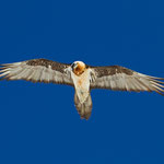 Bartgeier Altvogel, Gemmipass 2. März 2012