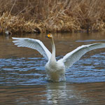 Singschwan, Rhein 4. März 2012