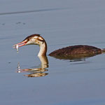 Haubentaucher, flügger Jungvogel mit kleinem Fisch, Klingnauerstausee 18.9.2012