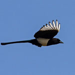 Elster im Flug, Klingnauerstausee, 8. März 2014