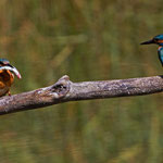 Eisvogel, La Sauge VD, 1. 8. 2012