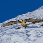 Bartgeier Altvogel, Gemmipass 2. März 2012