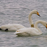 Singschwan ein Ex. beringt, Ermatingerbecken, 7. Dezember 2014