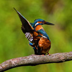 Eisvogel Paarung, La Sauge VD, 1. 8. 2012