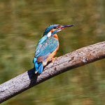 Eisvogel, La Sauge VD, 1. 8. 2012