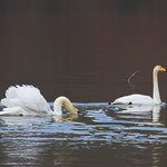 Singschwan und Höckerschwan, Rhein 4. März 2012