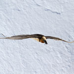 Bartgeier Altvogel, Gemmipass 2. März 2012