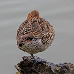 Spiessente Weibchen, Klingnauerstausee, 30. 4. 2018