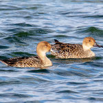 Spiessenten Weibchen, Ermatingerbecken TG, 27.10.2020