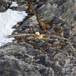 Bartgeier Altvogel, Gemmipass 2. März 2012
