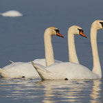 Höckerschwäne am Untersee TG, 24. 11. 2012 