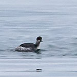 Ein Trupp Schwarzhalstaucher mit einem Ohrentaucher 2. Taucher von links, Bodensee, Romanshorn, 6. 1. 2018