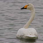 Singschwan Ermatingerbecken, 7. Dezember 2014
