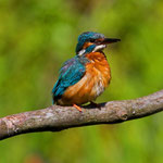 Eisvogel, La Sauge VD, 1. 8. 2012