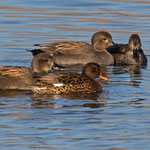 Schnatterenten, Zürichsee, Rapperswil, 26. 12. 2016