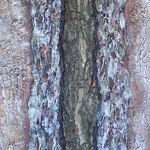 "Rindenvariationen", 40 cm x 125 cm, Acryl, Spachtelmasse, Lehm, Rost auf Holzkörper (in Privatbesitz)