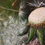 Ausschnitt "Pusteblume"