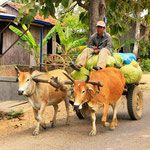 Reiseziel Kratie