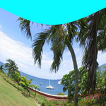Palmier .Ile de la Martinique. Photo artistique. 2.