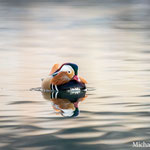 Canard mandarin