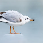 Mouette rieuse