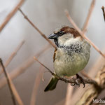 Moineau domestique