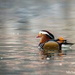 Canard mandarin