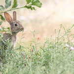 Lapin de garenne