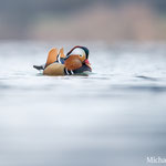 Canard mandarin