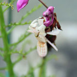 Orchideen-Fagschrecke