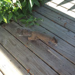 Das Eichhörnchen hat um ein paar Krümel gebettelt :)